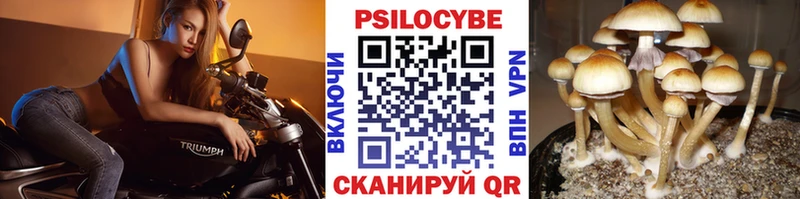 blacksprut онион  Оленегорск  Псилоцибиновые грибы Psilocybe  что такое наркотик 